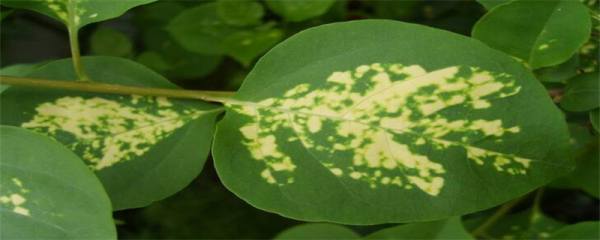 萱草花语