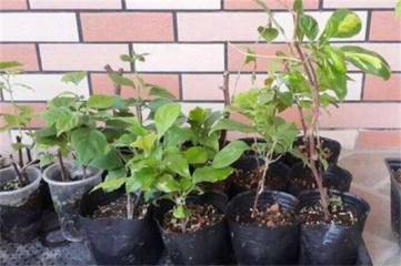 迎春花怎么养殖方法