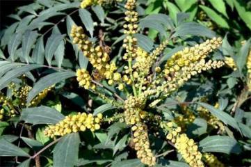 醉蝶花怎么种