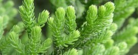 探春花与迎春花的区别