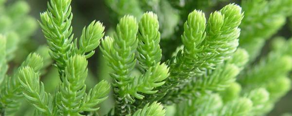 探春花与迎春花的区别