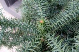 迎春花有香味吗