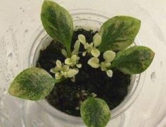 扶桑花叶子发黄：扶桑花叶子发黄的原因分析和处理方法