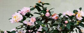 怎样栽培虎舌红