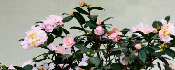 怎样栽培虎舌红