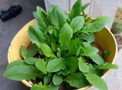 香水石斛一年开几次花