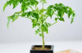 大棚种植石斛方法