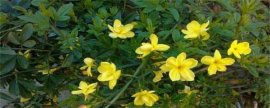 迎春花的养殖方法和注意事项