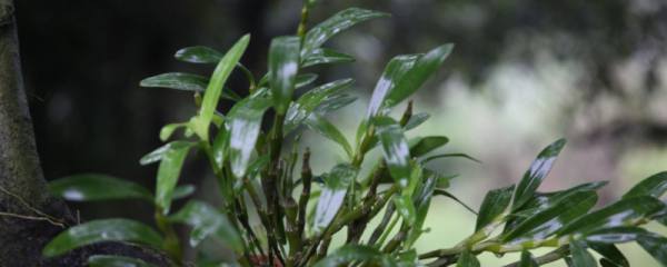 锦葵和蜀葵的区别，4个方法一眼分辨出锦葵和蜀葵