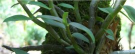 蜀葵什么时候开花：花色有紫、粉、红、白等，花期6月至8月。