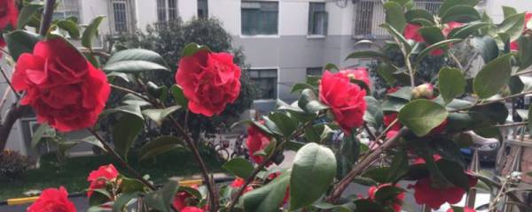 一帆风顺叶子耷拉还能活吗