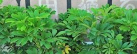 建兰为何不开花