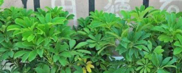 建兰为何不开花