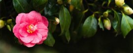 勋章菊种植