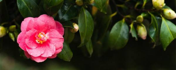 勋章菊种植