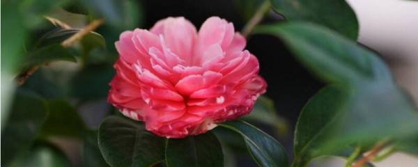 球花石斛的养殖方法及注意事项