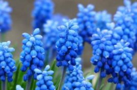 铁皮石斛开花的寓意