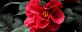 茶花新叶子焉耷拉是咋回事