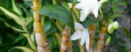 怎样科学繁殖花叶常春藤