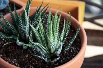 万寿菊种植方法