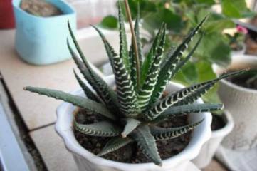 草莓种子的种植方法：播种前先喷透水，喷透育苗基质