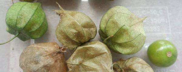幸福树会开花吗开的花是什么样子