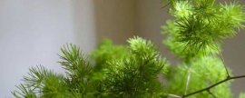 文殊兰的养殖方法：分株法繁殖