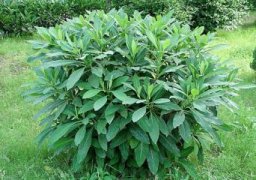 怎样繁殖荷包牡丹，春季分株配土盆栽