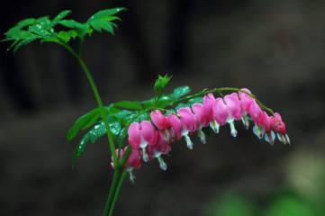大棚草莓种植技术：大棚草莓栽培容易，生产成本低，收益好