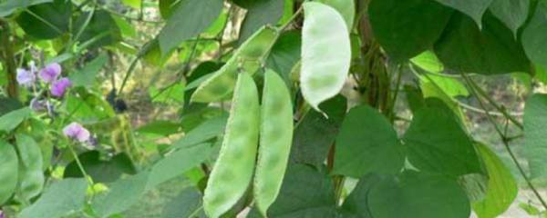 野罂粟可以种植吗
