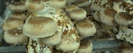 桂竹香有哪些特性与繁殖方法