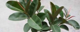 茉莉花在几点开放