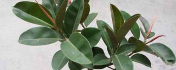 茉莉花在几点开放