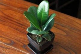 荷包牡丹的养殖方法，适当光照还要追施肥料