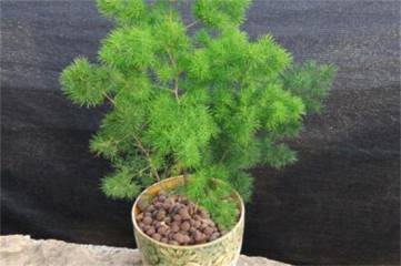 单朵向日葵花束怎么包装