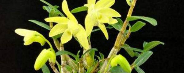 绣球花是常青的吗