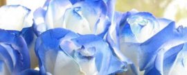 盆栽杜鹃花为何不宜经常松土