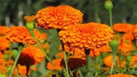 叶子花怎么养才开花多