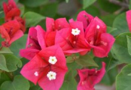 叶子花怎么养