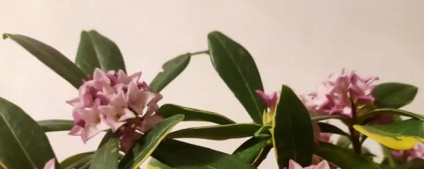 垂丝茉莉掉花苞