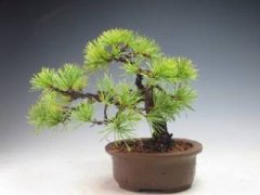洋兰养殖：施肥以稀薄的液肥为好