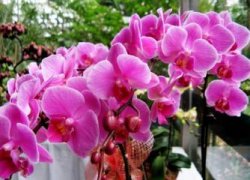 瑞香花怎么养