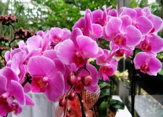 垂丝茉莉花期多长