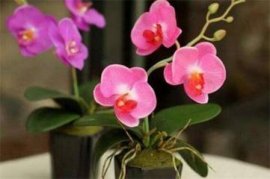 茑萝怎么浇水