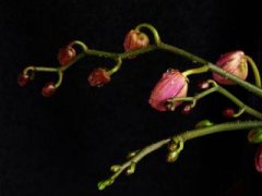 瓶子草的种植要求：7个方面教你如何养好瓶子草