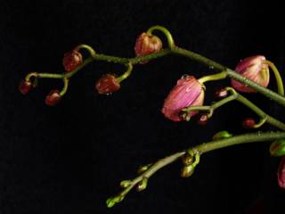 瓶子草的种植要求：7个方面教你如何养好瓶子草