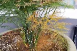 铜钱草水养怎么养