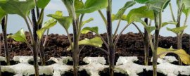 瓜叶菊怎么繁殖，种子浸泡播种栽植管理