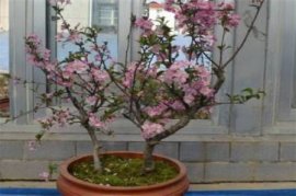 怎样使杜鹃花延期开花