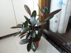 橙花瑞香为什么难养